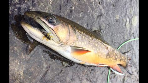 Native Brook Trout Fly Fishing Rapidan River, Virginia With Lively Legz ...