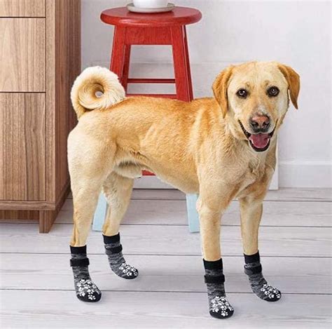 The 6 Best Dog Socks For Hardwood Floors In 2021