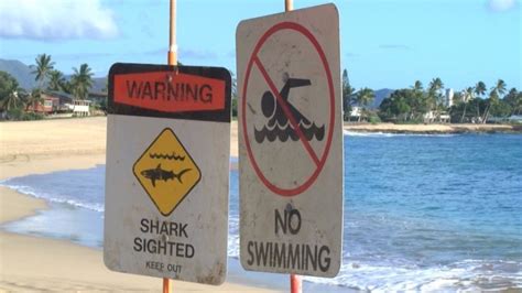 Hawaii Surfer Survives Shark Attack