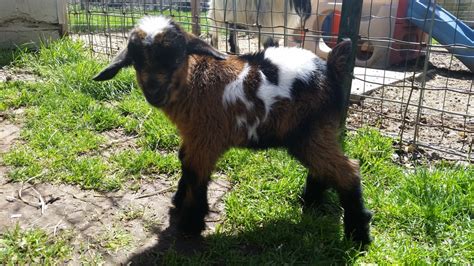 Fainting Goats - Ackley Acres Pygmy & Fainting goats