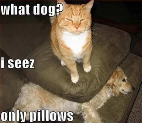 Top 50 Dog and Cat Memes: Can Dog and Cat be friends?