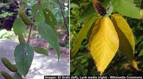 Types of Birch Tree Leaves — Identification Guide With Pictures