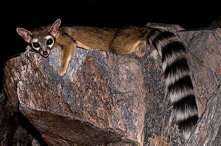 Ringtail - Wikiwand