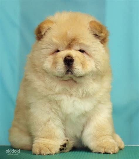 Chow chow puppy light cream color - Annan, Dumfries - Animals, Dogs buy and sell – okidoki