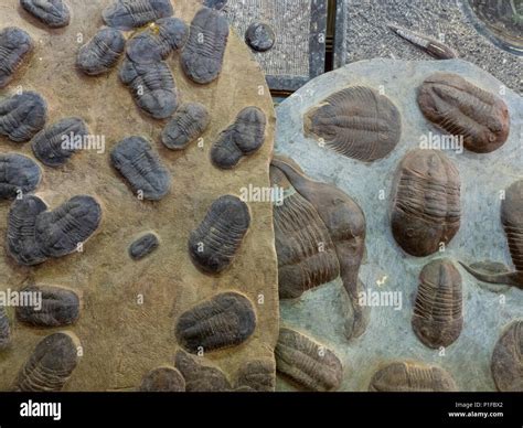 Mollusks fossil hi-res stock photography and images - Alamy