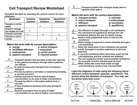 50 Cell Transport Review Worksheet Chessmuseum Templa - vrogue.co