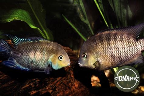 Types Of Cichlids: Top 41 Most Popular Cichlids Species - Badman's ...