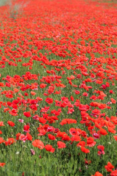 Poppy flower field stock photo. Image of poppy, natural - 117659180