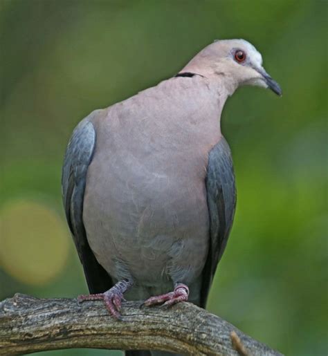 Red eyed dove - Alchetron, The Free Social Encyclopedia