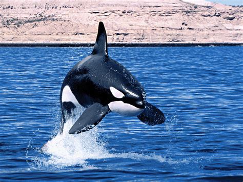 Killer Whale Wallpaper Desktop - WallpaperSafari