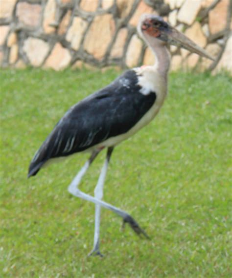 Lake Victoria - Wildlife - Uganda - Albis Photos