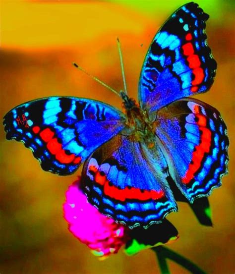 Farfalla | Beautiful butterfly pictures, Butterfly pictures, Beautiful ...