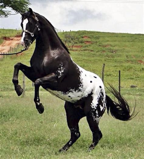 Beautiful black appaloosa horse | Paints & Appaloosas | Pinterest ...