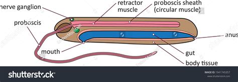 Nemertea 웜이나 Proboscis 웜의 기본 내부 스톡 벡터(로열티 프리) 1941745357 | Shutterstock