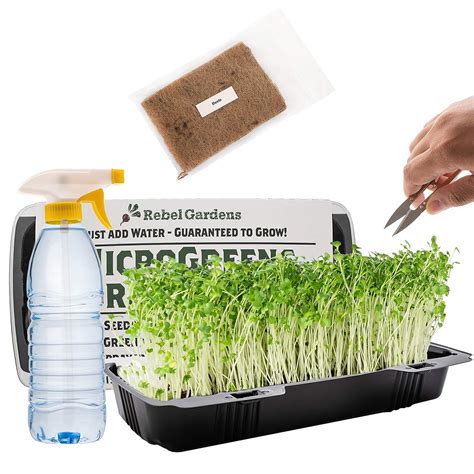 Microgreens Growing Kit - Organic Non GMO Seeds - Indoor Sprouting Greenhouse Tr | eBay