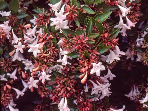 Glossy Abelia Plant: How To Grow Abelia Shrubs | Gardening Know How