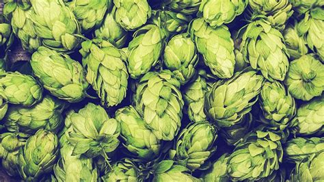 The Complete List of All Hop Varieties on Earth