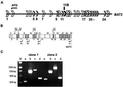 Detection of exon sequences in BAT3 cDNA clones by PCR. A.... | Download Scientific Diagram