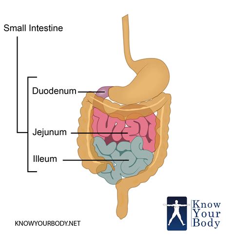 Small Intestine - Function, Anatomy, Location, Length and Diagram