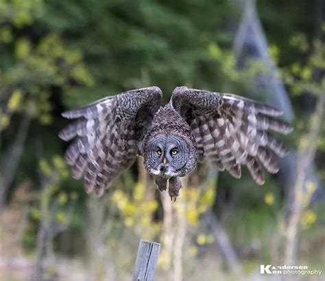 Great Grey Owl hunting for Voles - intoBirds