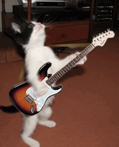 Cat Playing Guitar GIF'leri | Tenor