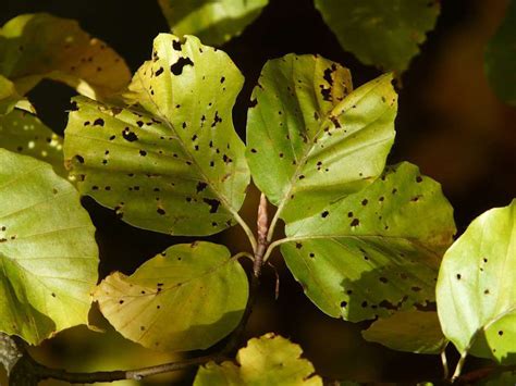 Beech leaf disease signs and signals