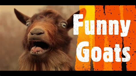 Funny Goats! - YouTube