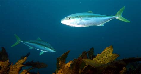 Yellowtail Amberjack: The Fast Warm Water Fish - Ocean Info