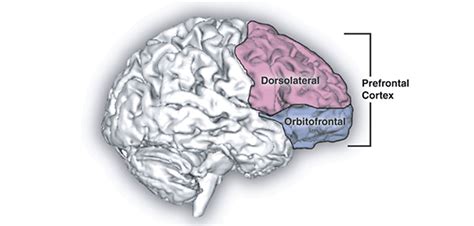 Why is the dorsolatereral prefrontal cortex (DLPFC) the favorite region ...