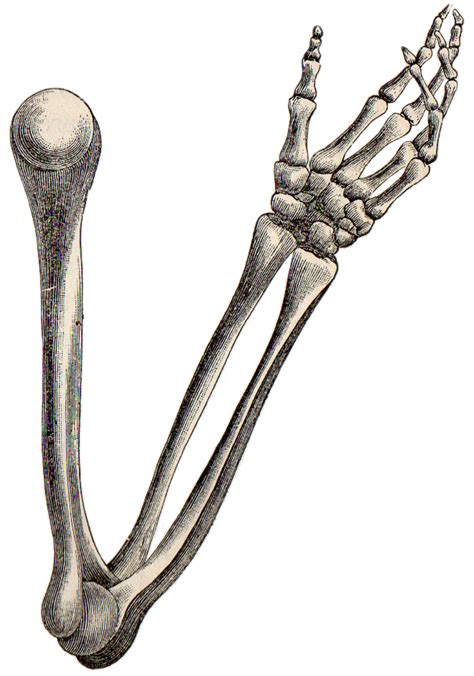 Download High Quality arm clipart skeleton Transparent PNG Images - Art ...