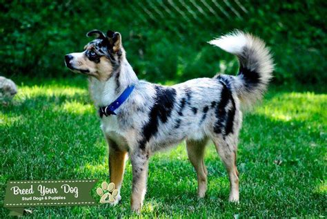 Ausky (aussie/husky) - Stud Dog in NV, Nigeria | Breed Your Dog