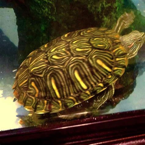 Hybrid Turtle? : r/turtles