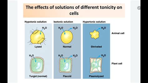 Tonicity And The Plant Cell Lab