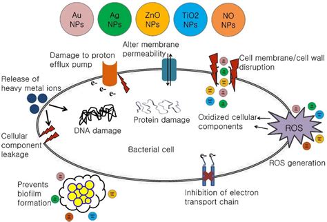 Schematic representations of the antimicrobial mechanisms of various... | Download Scientific ...