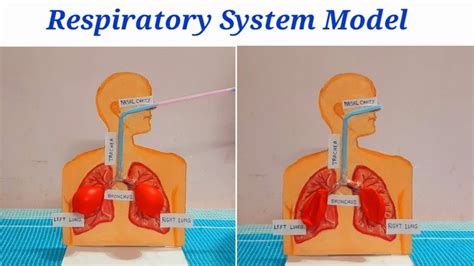 two pictures of the inside of a human body, with labels on each side of the lungs