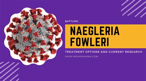 Battling Naegleria fowleri: Treatment Options and Current Research - Best Piles(Bawaseer ...