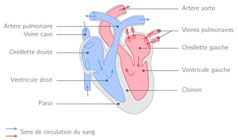 La circulation sanguine - Cours Sciences de la vie et de la terre - Kartable