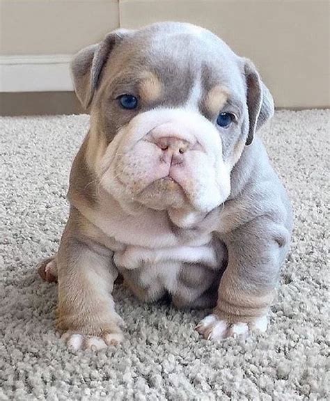 HEALTHY PURE BREED ENGLISH BULLDOG PUPPY FOR SALE FOR SALE ADOPTION ...