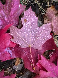 Fall Maple Leaf - Idaho | Johnny Creek area, Pocatello, Bann… | Flickr