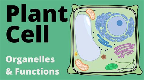 Structure and Function of the PLANT CELL explained (Organelles) - YouTube