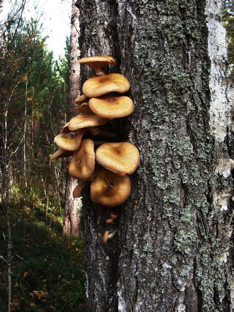 On the Trunk of Birch Tree Grow Edible Mushrooms Honey Agarics Stock ...