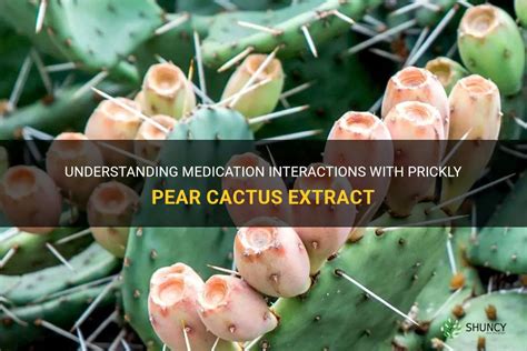 Understanding Medication Interactions With Prickly Pear Cactus Extract ...