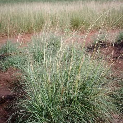 Texoka Buffalograss - Bouteloua dactyloide - Great Basin Seed