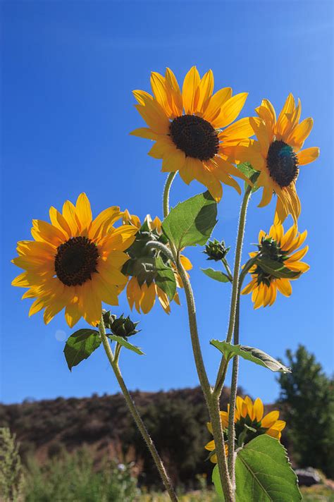 Wild Sunflowers Photograph by Scott Campbell