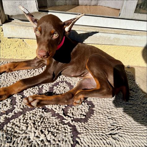 Meet Artemis, Our Red Female European Doberman! - ATLAS' Den