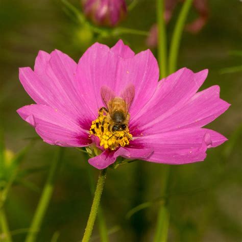 Cosmos are a quick-blooming annual that create brilliant colors of white, pink and crimson ...