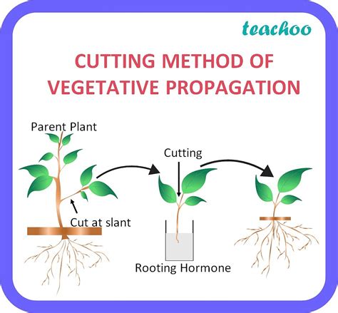 [Biology Class 10] Describe all the methods of vegetative propagation