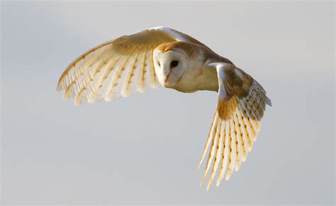 Peak Boxes | Barn Owl Box Placement