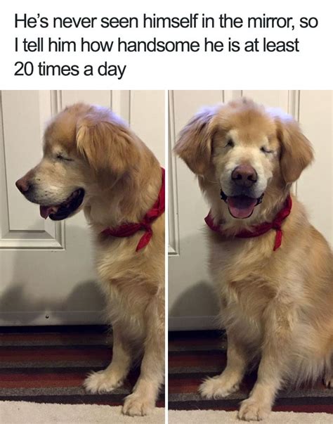 15 Wholesome Dog Memes That Are Too Pure For This World - PawMyGosh