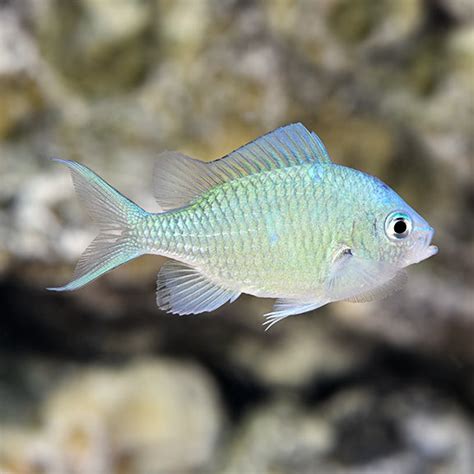 Green Chromis - Chromis viridis